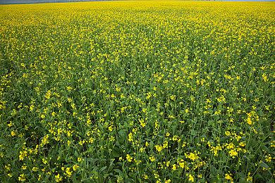 《索尼克 力量》（豪华版）现已上架WeGame 价格89元